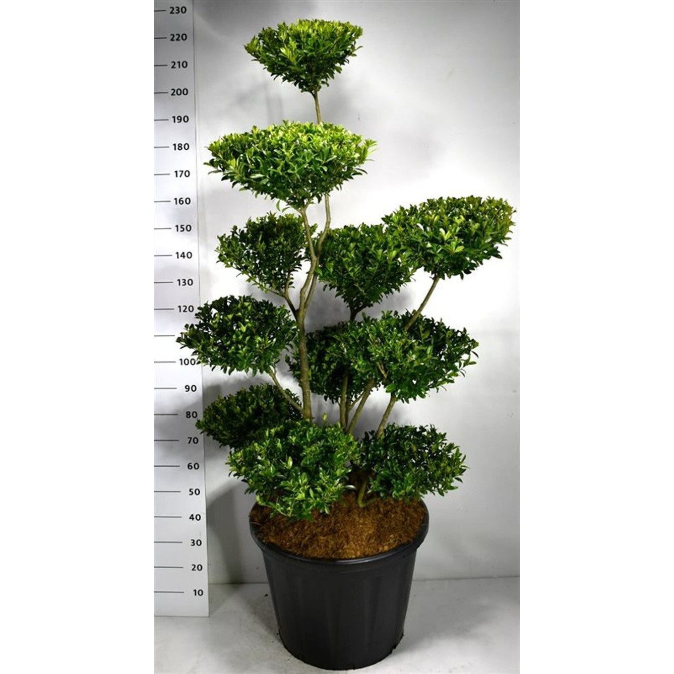 Ilex maximowicziana kanehirae - C110 150-175 cm. Bonsai